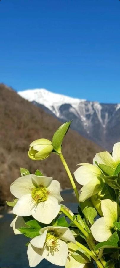 Белый Лотос Gagra Luaran gambar